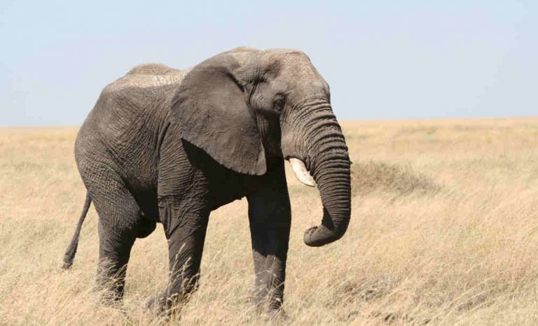 Elephant killed a woman by trampling her and attacked her corpse at the ...