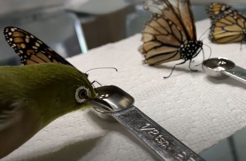 <strong>Tiny rescued bird loves joshing around with butterfly siblings</strong>