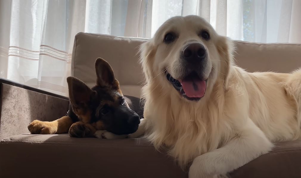 <strong>How a Golden Retriever and German Shepherd became best friends forever</strong>