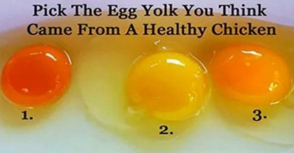 Tips for Choosing Quality Eggs