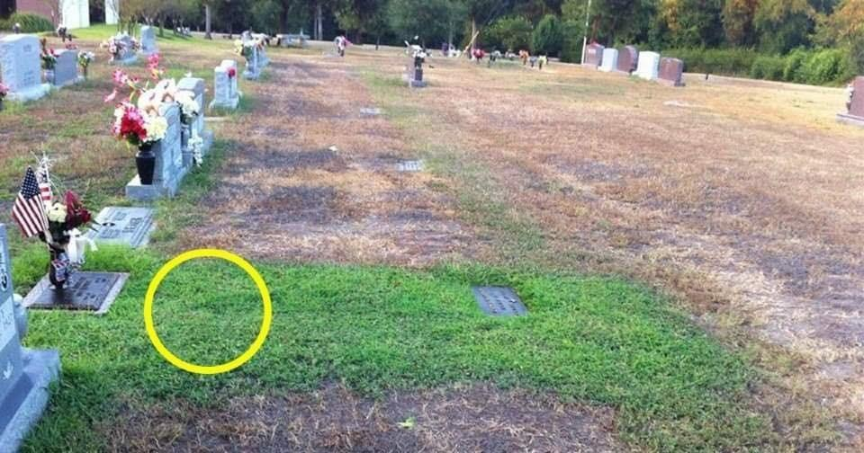 The Parents Went To The Son’s Grave And Saw That Only He Had Green Grass