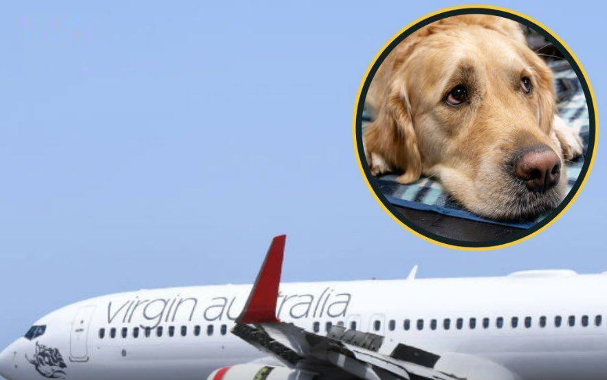 Airline Will Allow Dogs And Cats In The Cabins