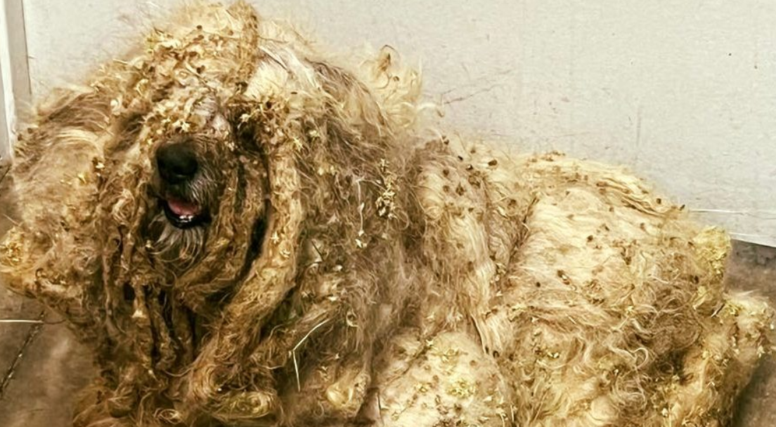 Shelter rescues neglected dog